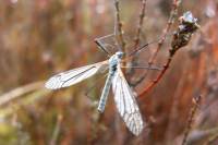 Cranefly, which is more commonly known as daddy longlegs