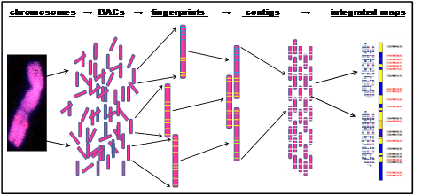 10x genomics