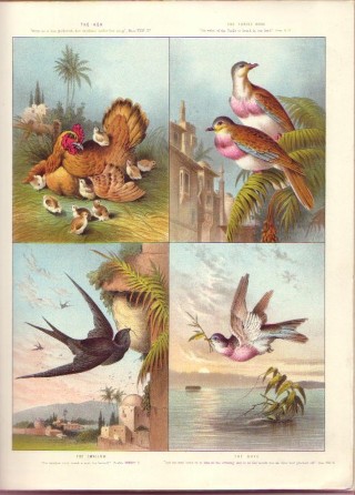 Animals and Birds of the Bible