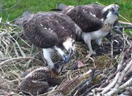 Feeding the young osprey.