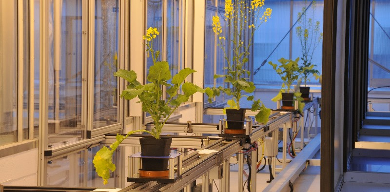 Rapeseed plants being scanned in the BBSRC funded National Plant Phenomics Centre at IBERS Aberystwyth University.