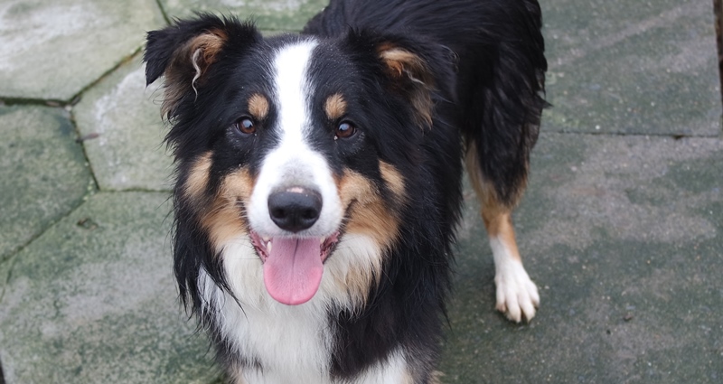 Sam the collie, an unclaimed stray who handed himself into Llandysul Library and who will be at Aberystwyth University Students’ Union tomorrow, Wednesday 18 January.