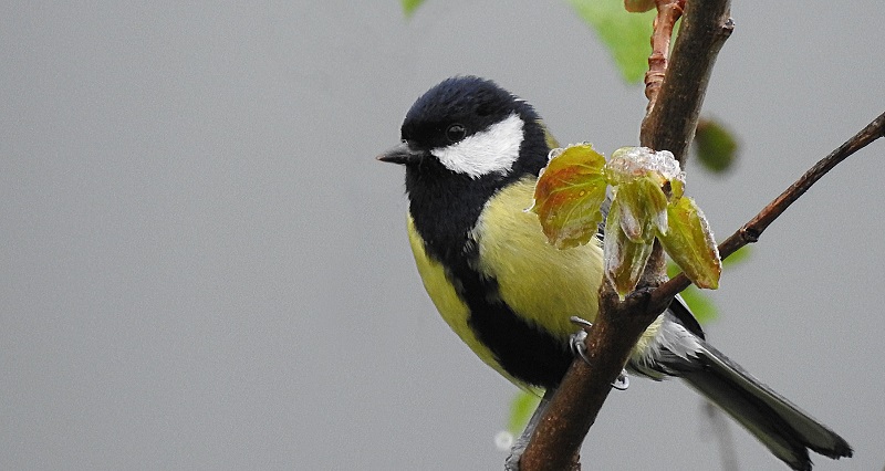 Great Tits living in urban areas are bolder and more aggressive at defending their territory than their rural counterparts