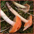 Photograph of Hygrocybe pratensis