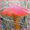 Photograph of Hygrocybe punicea