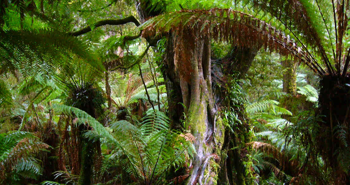 Tropical forest