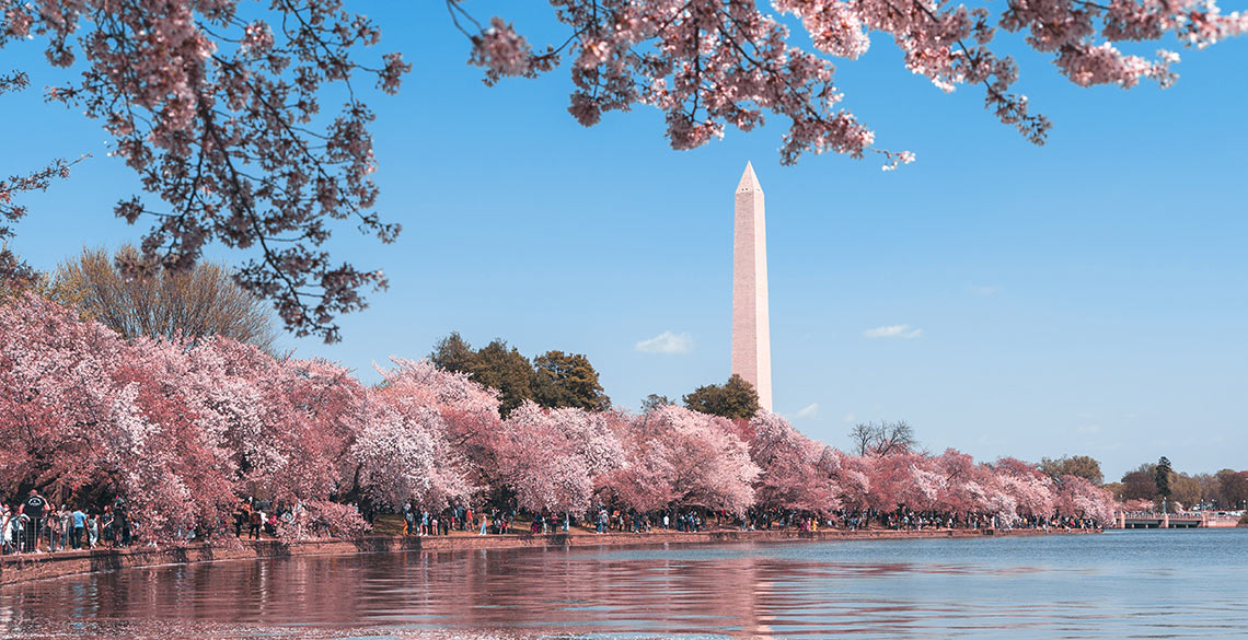 Washington DC - llyn bach ger coed ceirios yn ngolau dydd