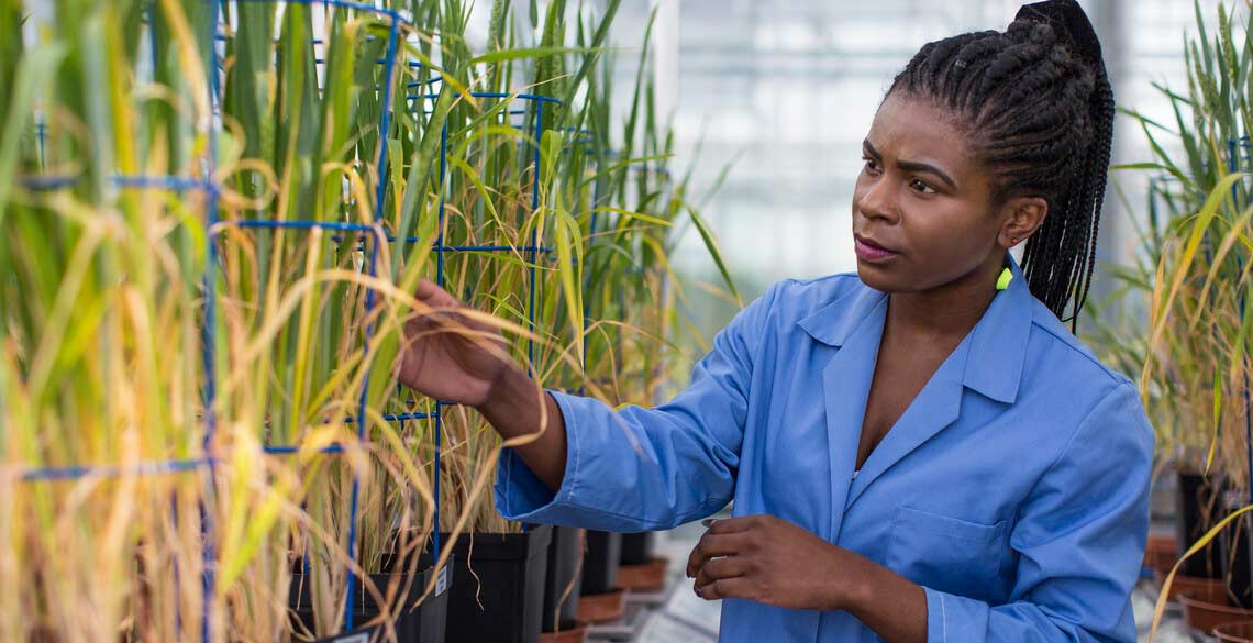 Research students inspecting crops at the National Phenomics Centre. 