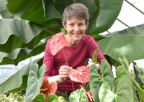 Dr Julie Hofer gyda Anthurium andraenum un o’r planhigion cyfareddol yng Ngardd Botaneg Prifysgol Aberystwyth