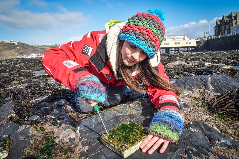 Bydd Ecostructure yn gweithio gyda rhanddeiliaid a gwneuthurwyr polisi i ddatblygu ymyriadau ecolegol syml ond arloesol ar gyfer gwella bioamrywiaeth, gan adeiladu ar waith arobryn IBERS ar welliannau pyllau craig artiffisial yn Nhywyn a deunyddiau amgen i goncrid.