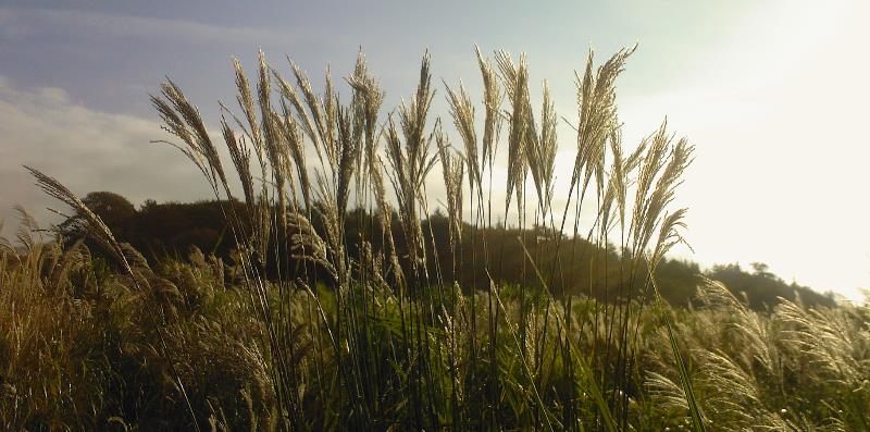 Mae gwyddonwyr bridio planhigion o IBERS wedi cymryd gwahanol fathau o Miscanthus a'u croesi i ddatblygu hybridau y gellir eu tyfu o hadau ar gyfer marchnadoedd penodol, gan gynnwys y diwydiant adeiladu.