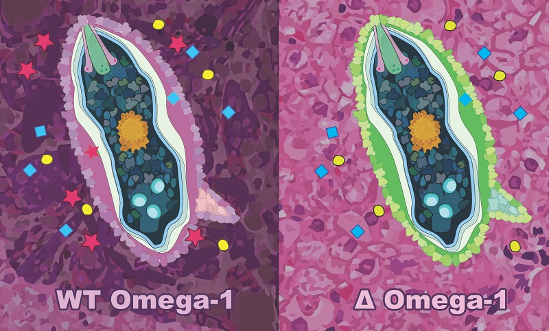 Defnyddio CRISPR/Cas9 i ‘ddiddymu’ omega-1 o wyau sgistosom. Cynrychiola’r ddelwedd ar y chwith y math o wyau sgistosom gwyllt sy’n cysgodi proteinau pathogenig (sy’n cynnwys omega-1; sêr coch) i feinweoedd cynnal. Nid yw’r wyau sy’n cael eu golygu gan ddull genynnau CRISPR/Cas9 yn yr astudiaeth hon yn rhyddhau omega-1 (y ddelwedd ar y dde) i feinwe’r sawl ac nid yw’n pathogeneg i’r person.