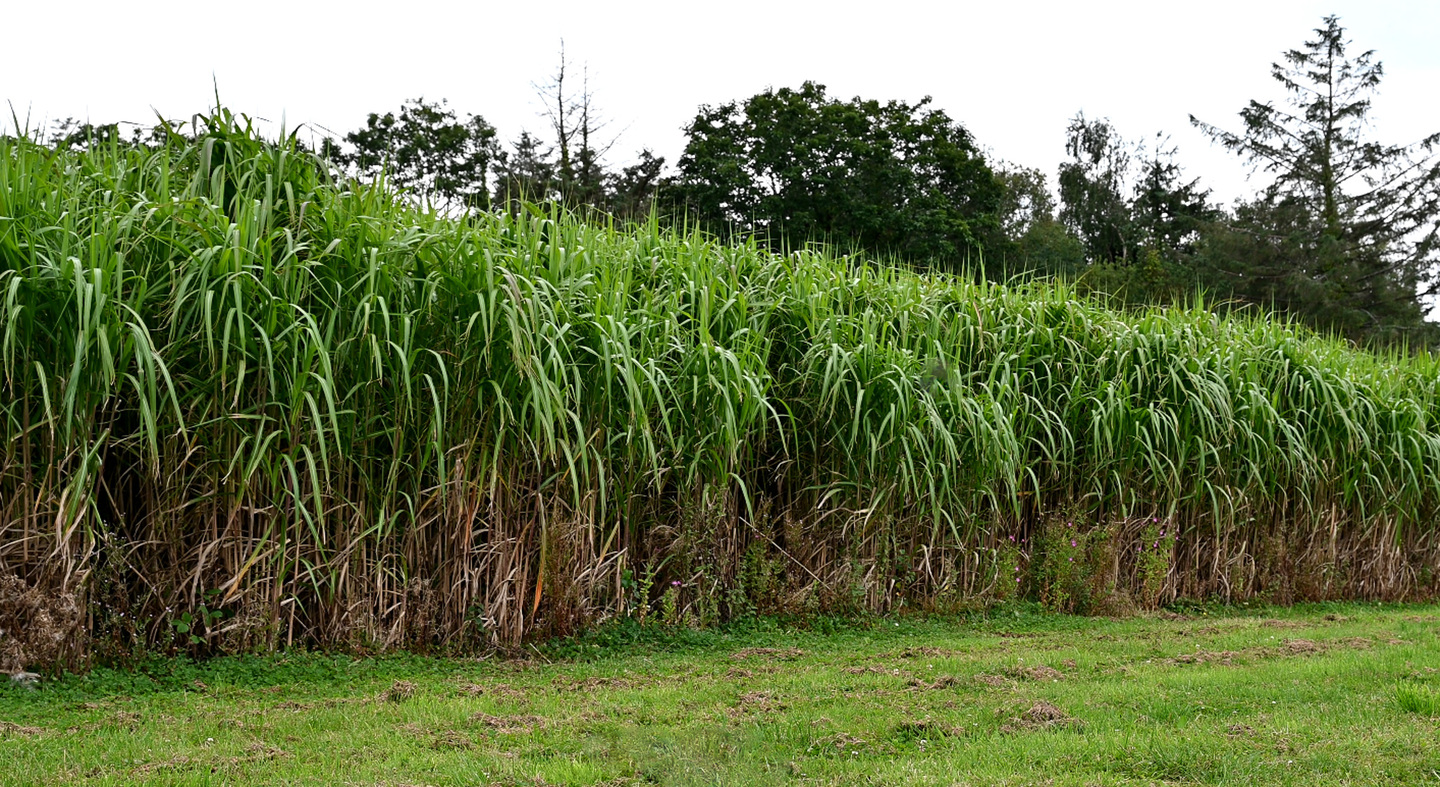 Miscanthus ym Mhrifysgol Aberystwyth