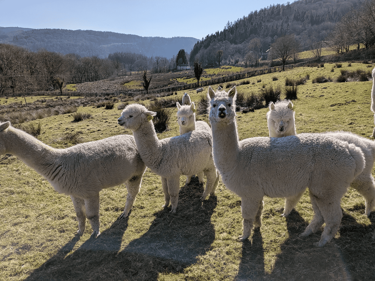 Alpacaod yng Nghanolfan Ymchwil Ucheldir Pwllpeiran Prifysgol Aberystwyth