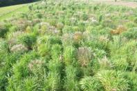 Mesur Uchder Stum Miscanthus yn y Plotiau Prawf IBERS