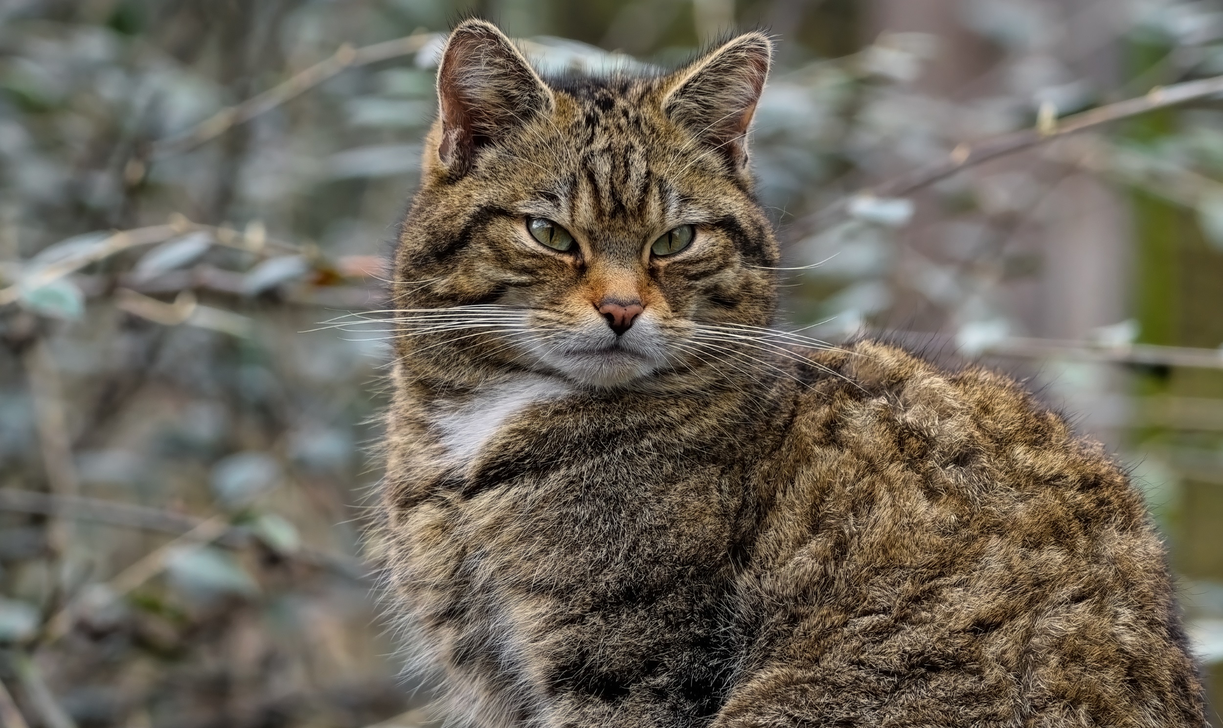 Gath wyllt Ewropeaidd (Felis silvestris silvestris) &ndash; llun gan Angela ar Pixabay