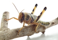 Locust yr Anialwch ifanc, Schistocerca gregaria.