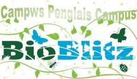 Bioblitz campws Penglais