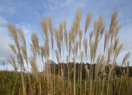 Miscanthus