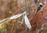 Pryfyn teiliwr, sy'n fwy cyfarwydd fel daddy longlegs