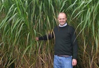 Dr John Clifton-Brown o flaen planhigion Miscanthus