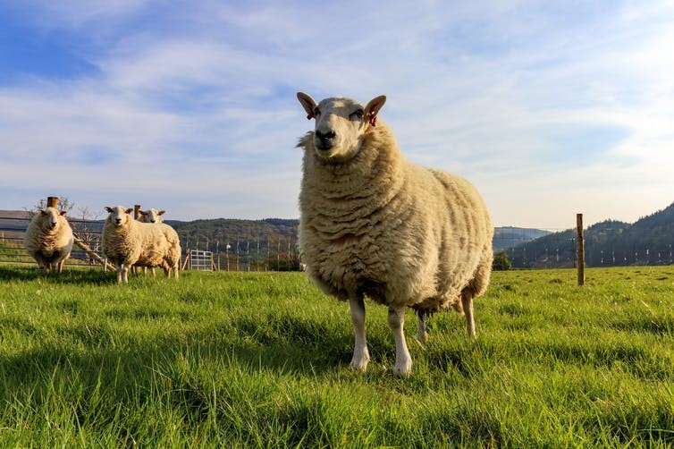 Welsh mountain sheep face an uncertain future. Jon Moorby