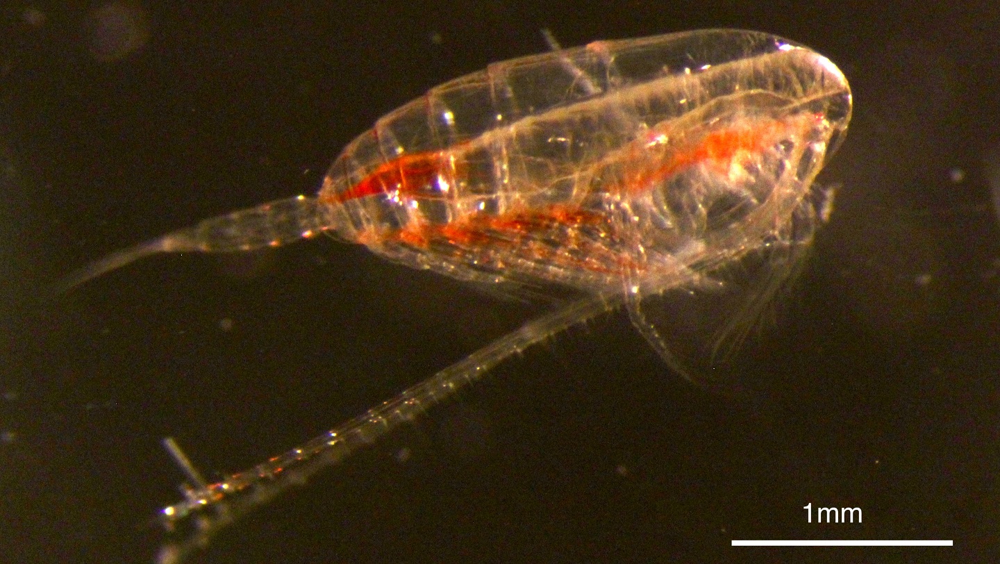 Llun o’r Calanus finmarchicus (copepod), yr organeb yr astudiaeth. (Llun- Lukas Hüppe)