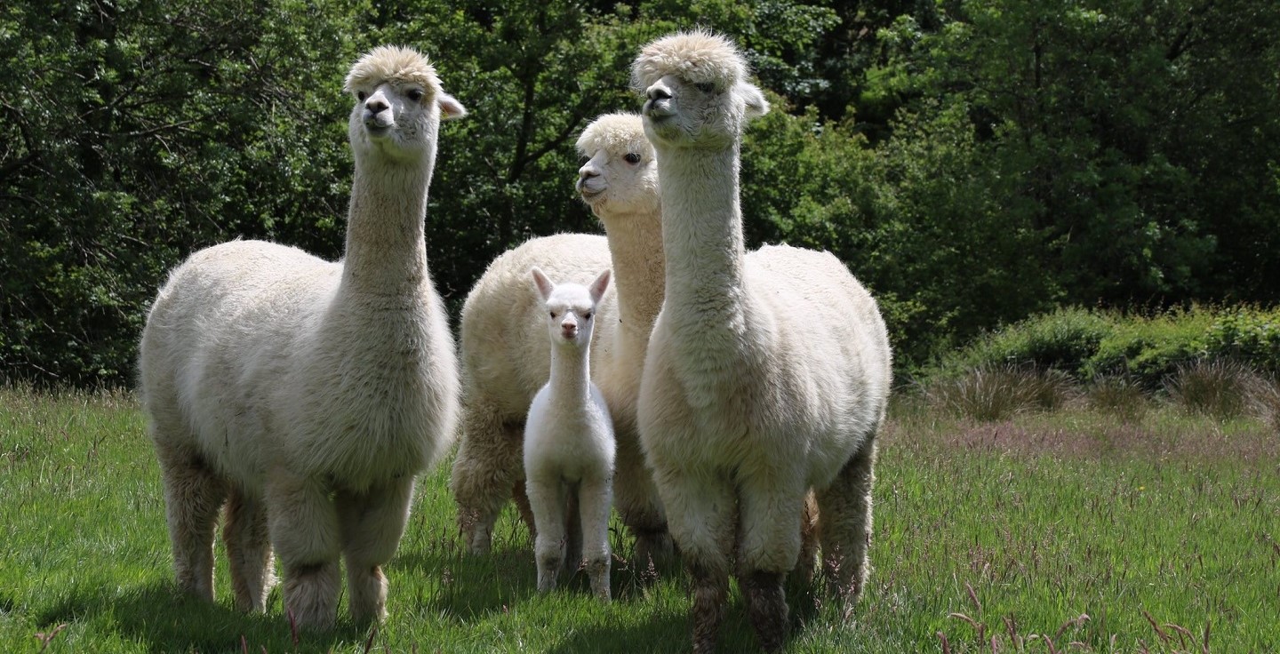 Mae Peiran Champagne yn un o ddau alpaca bach - neu cria - a anwyd ar dir Llwyfan Ymchwil yr Ucheldir Pwllpeiran, Prifysgol Aberystwyth, yn ystod y cyfnod clo.