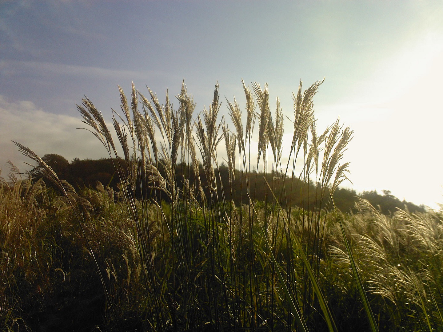 Glaswellt Miscanthus