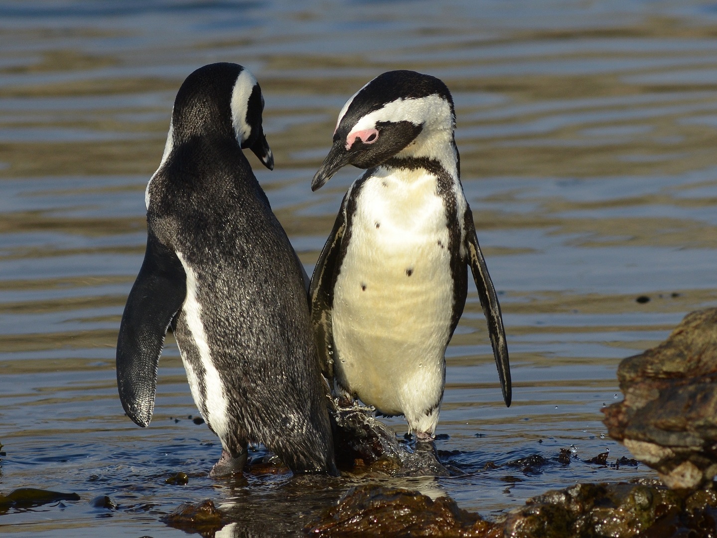 Pengwiniaid Affrica ar yn Namibia ©J Kemper