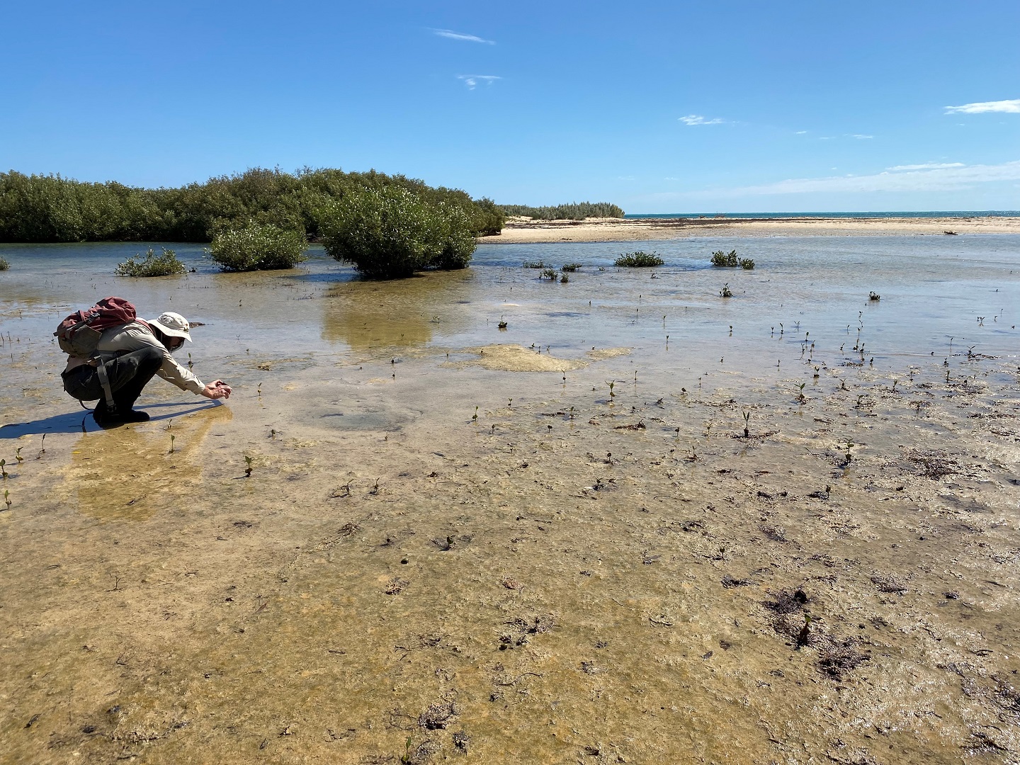 Credyd llun: Catherine Lovelock, Recriwtio Mangrove i fflat llanw, Bae Mangrove, Ningaloo, Gorllewin Awstralia