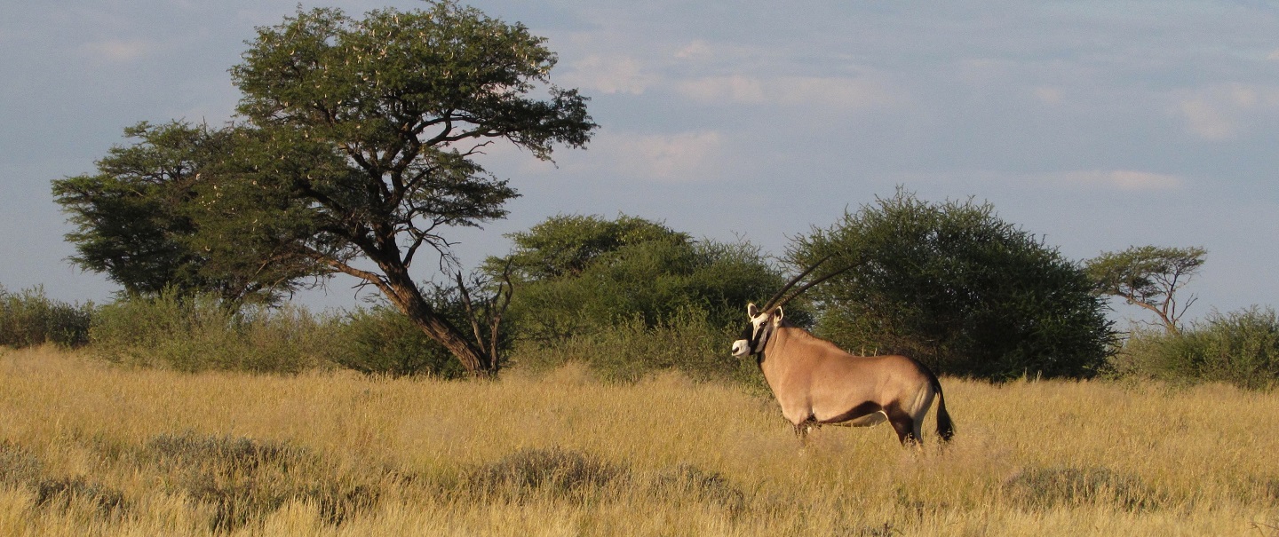 Gemsbok yn anialwch y Kalahari