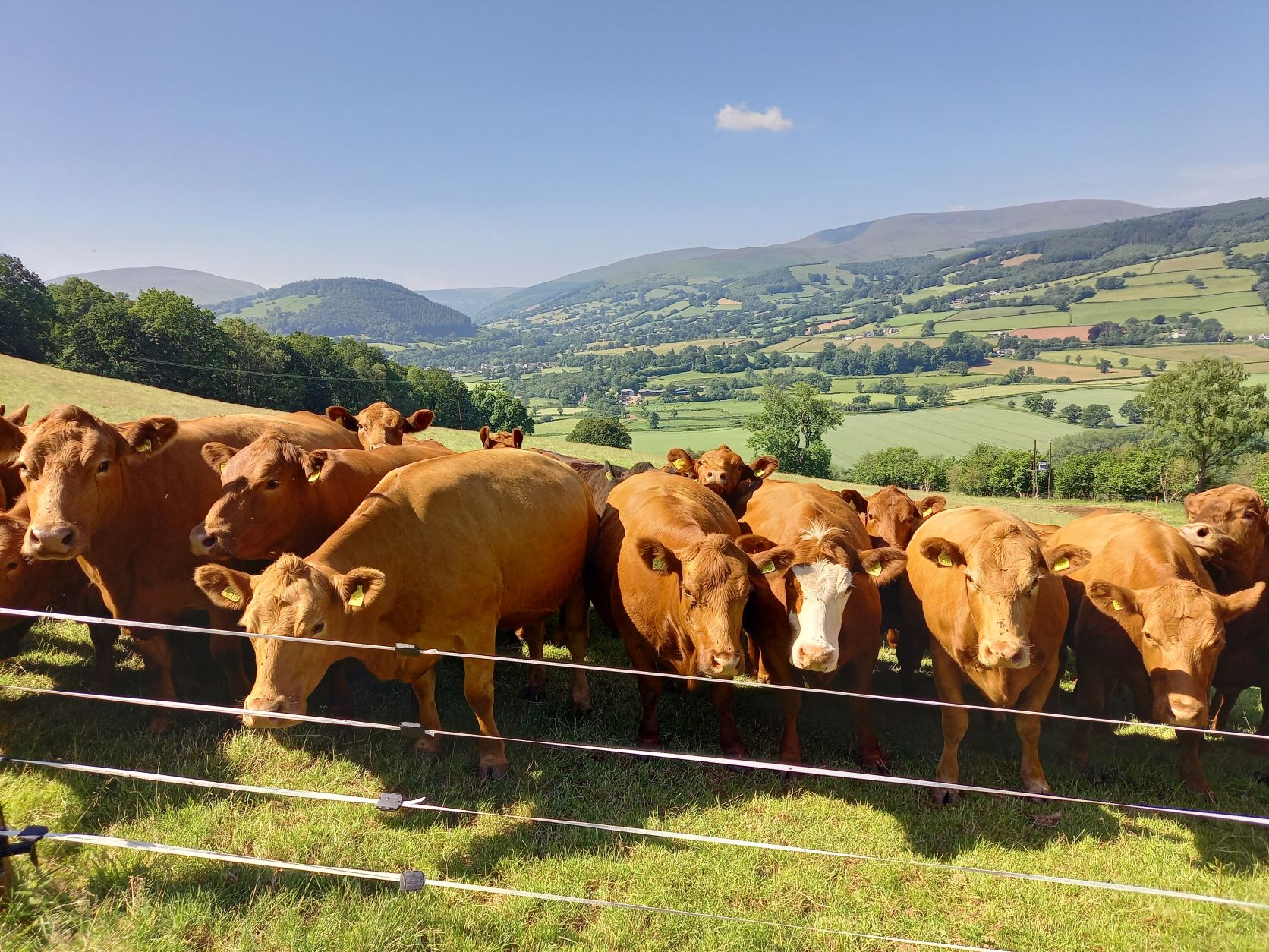 Gwartheg teulu Roderick o Ffarm Newton, Aberhonddu. Mae teulu Roderick a’u ffarm yn ymddangos mewn cyfres o dair ffilm fer a gynhyrchwyd ar gyfer BeefQ yn edrych ar sut gall rhai arferion ffermio ddylanwadu ar ansawdd bwyta cig eidion.   