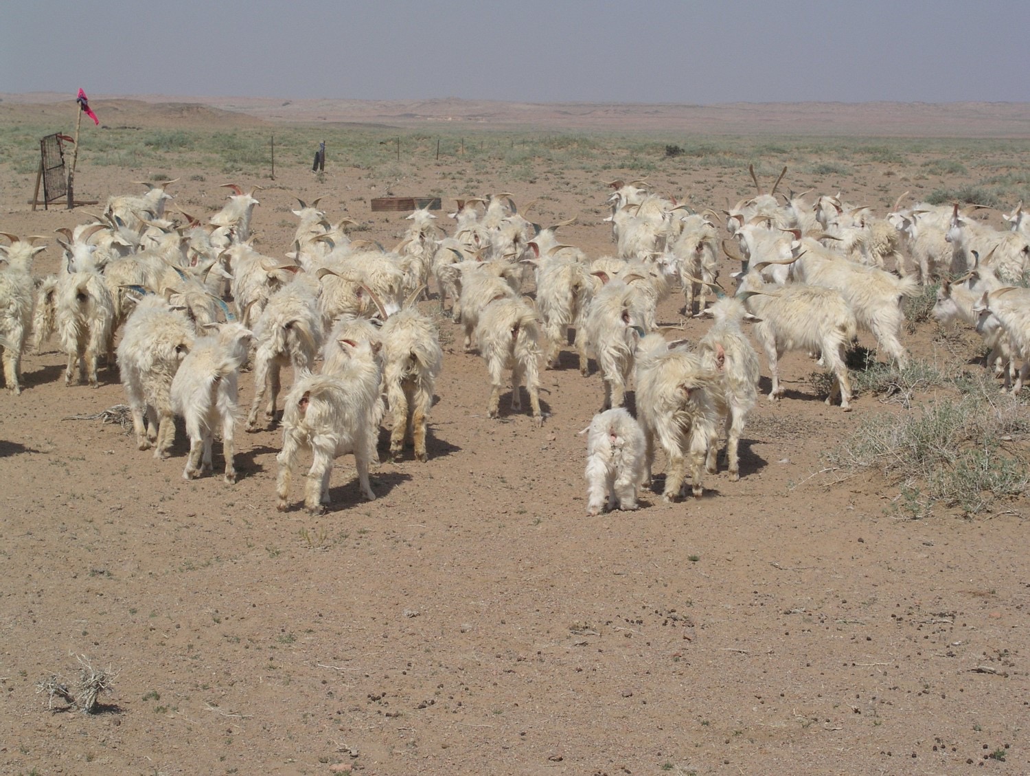 Defaid ym Mongolia. Hawlfraint: Dr Wei He / yr Athro Baoyu Zhao