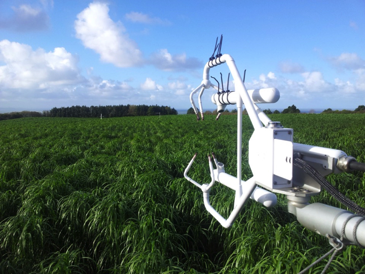 Miscanthus mewn cae ym Mhrifysgol Aberystwyth