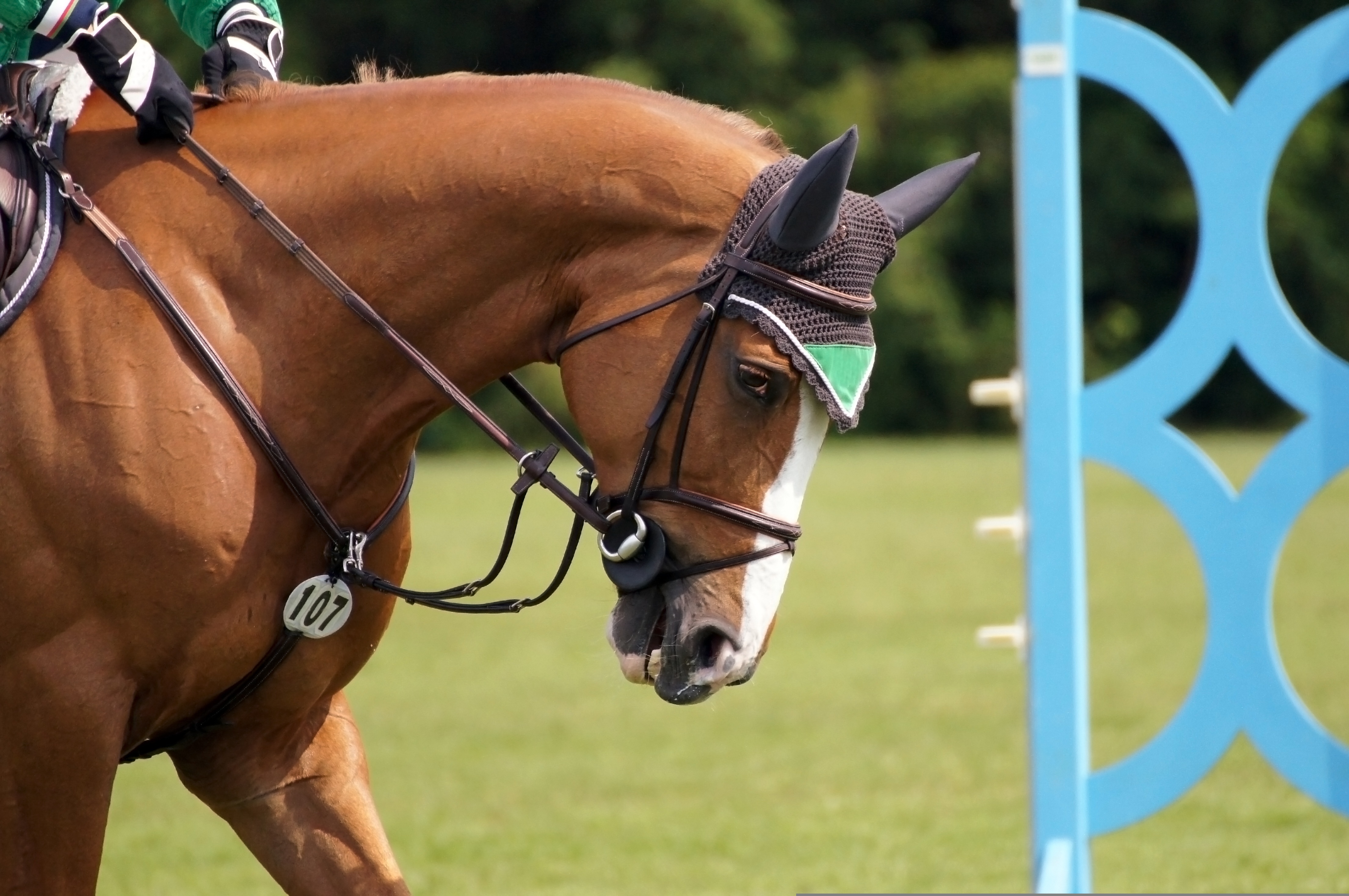 Ceffyl dressage yn gwisgo ffrwyn enfaog. Llun gan Kira o Pixabay