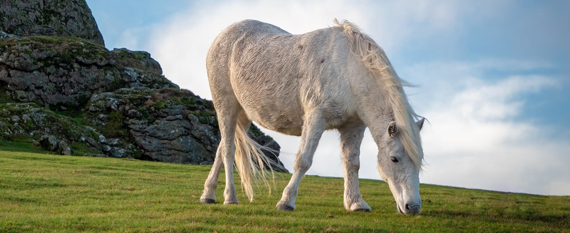 Steven F Granville/Shutterstock