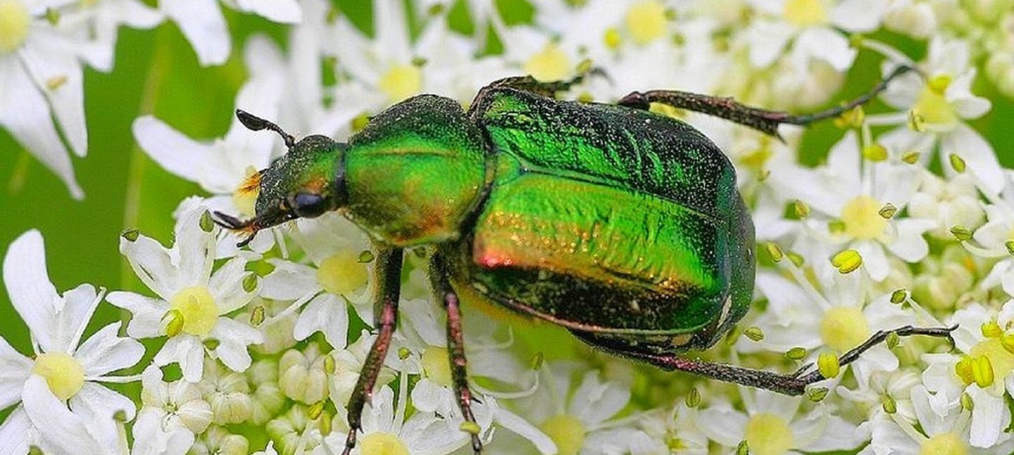 Noble Chafer - source iNaturalist