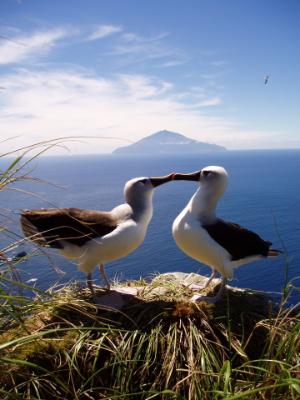 Mae Albatros Tristan yn rhywogaeth sydd mewn perygl difrifol. Llun gan James Glass, Adran Pysgodfeydd Tristan de Cunha.