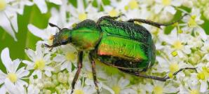 Noble Chafer - source iNaturalist