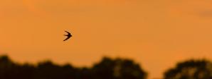 shutterstock. Paul Sawer/Shutterstock