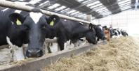 Bovine TB