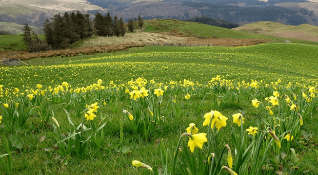 Daffodiliau