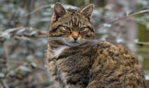 Gath wyllt Ewropeaidd (Felis silvestris silvestris) &ndash; llun gan Angela ar Pixabay