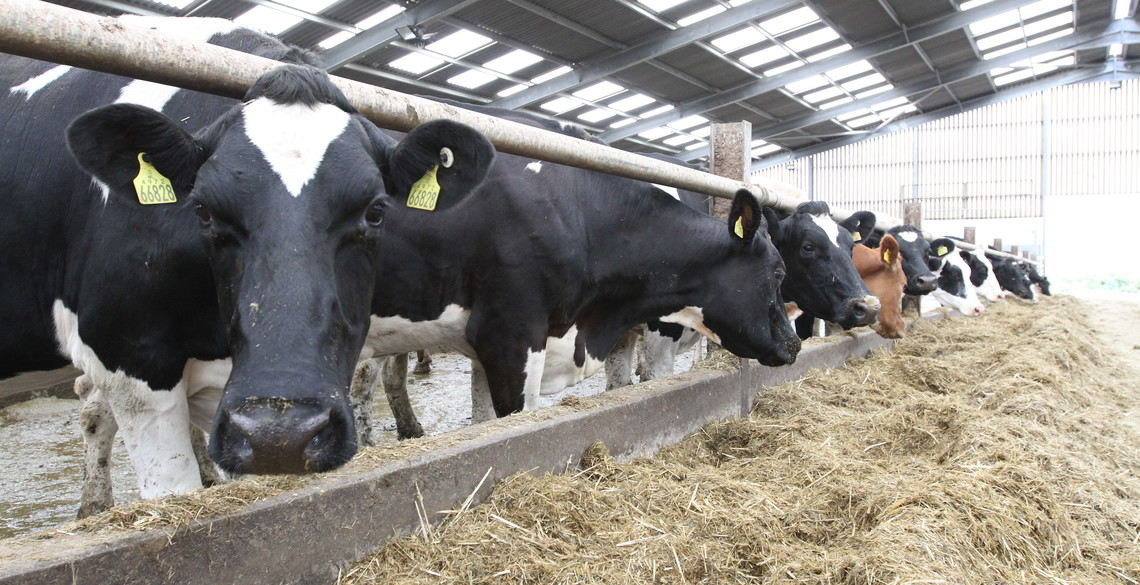 Cows in the barn at the University's Trawsgoed Farm. 