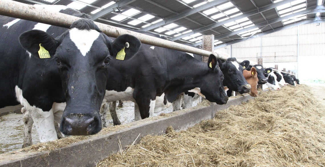 Cows in the barn at the University's Trawsgoed Farm.