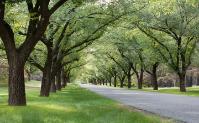Tree-lined avenue. Credit: Steve Lovegrove