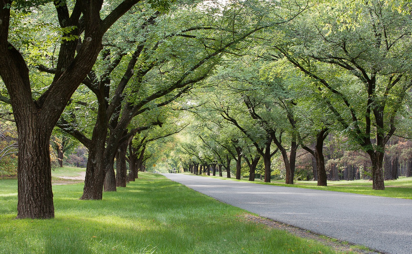 Tree-lined avenue. Credit: Steve Lovegrove