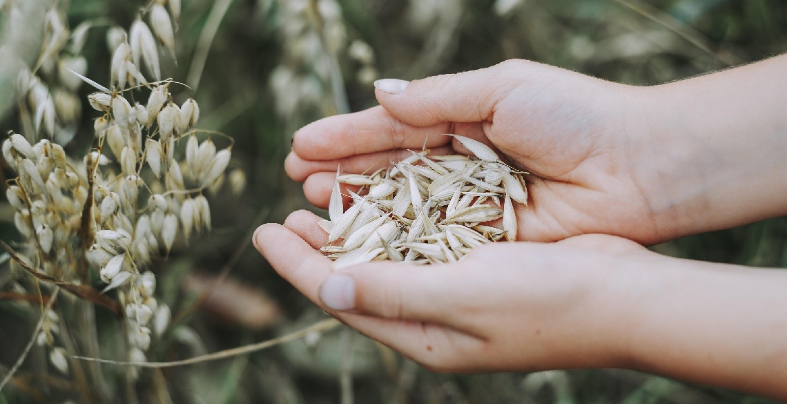 Hands holding grain