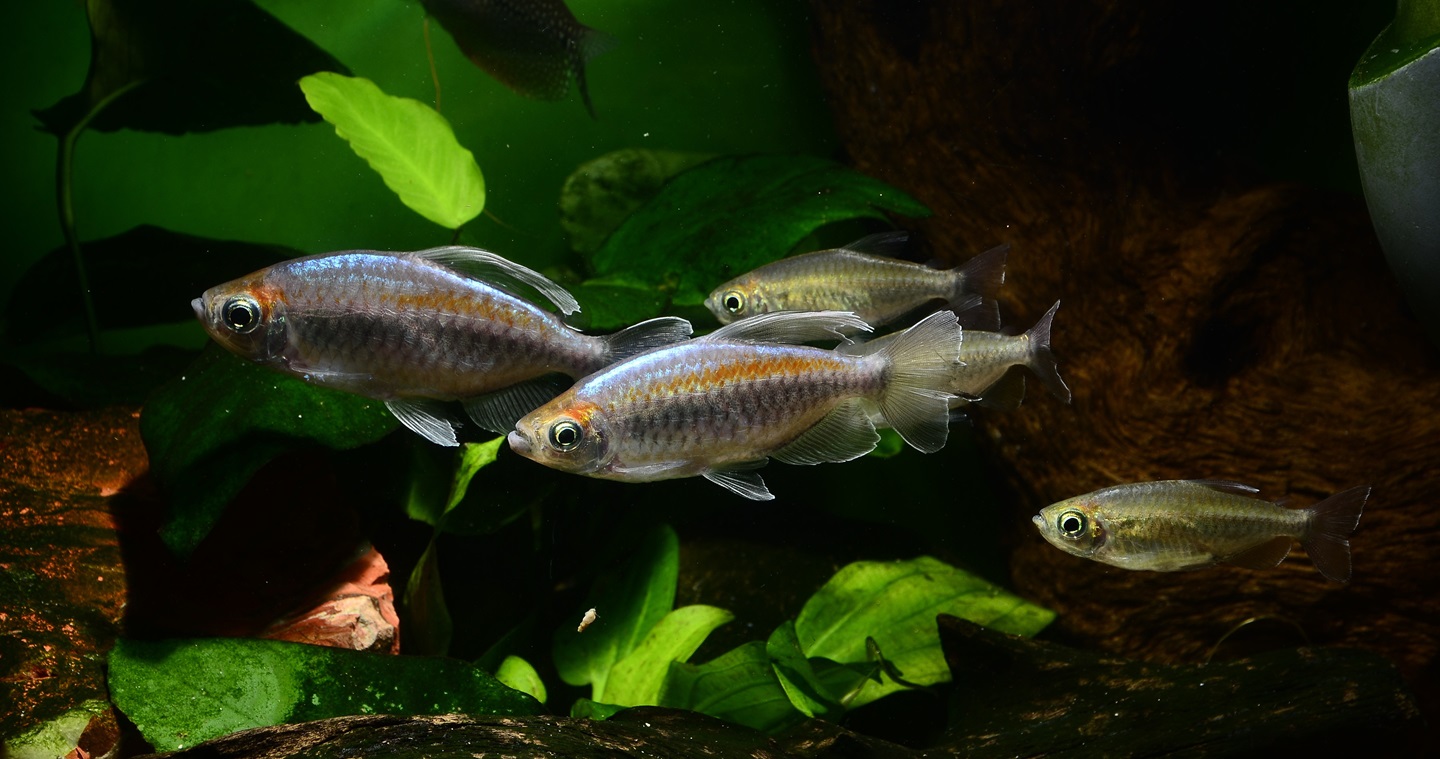 Image by Juan Carlos Palau Díaz from Pixabay